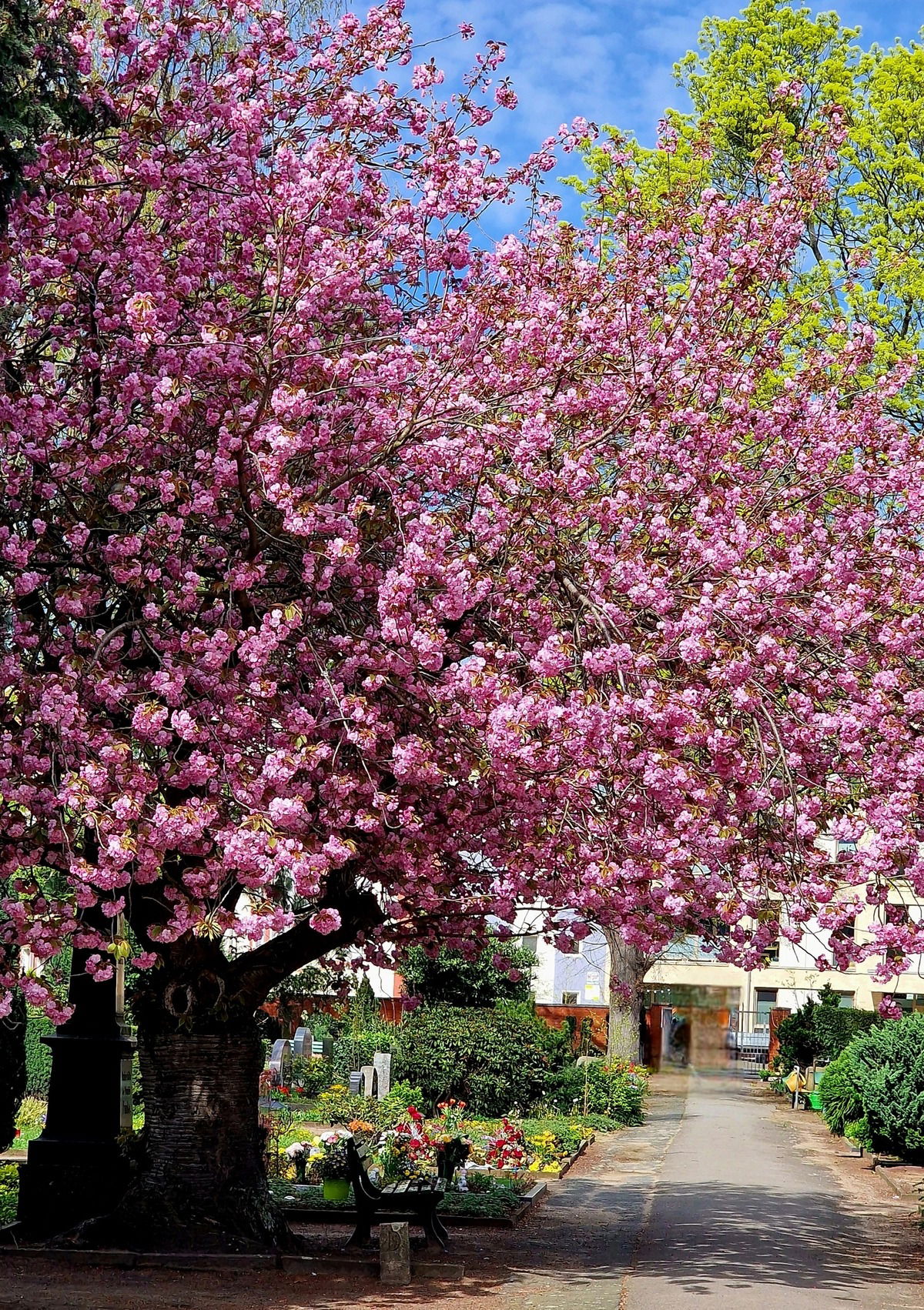 🌸🌸🌸Traumbaum🌸🌸🌸🥰