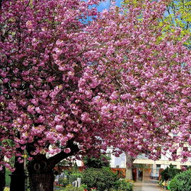 🌸🌸🌸Traumbaum🌸🌸🌸🥰