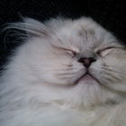 Percy