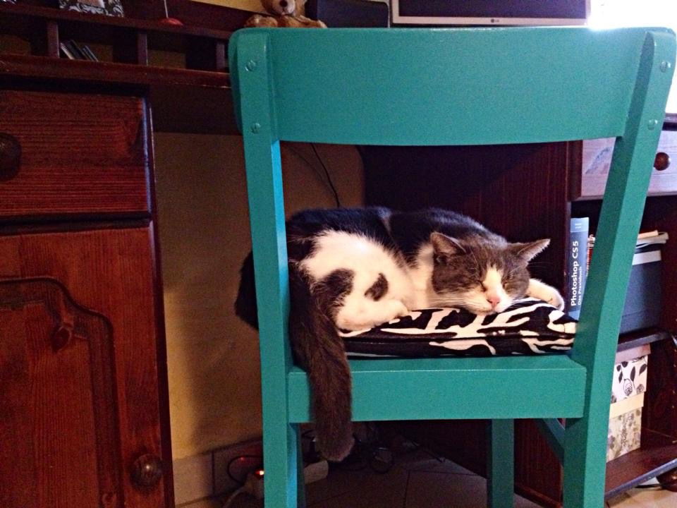 Lucky the cat ... 2007 - 2024 🌈