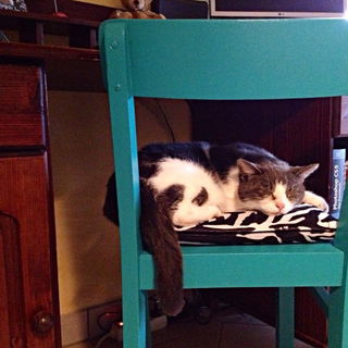 Lucky the cat ... 2007 ...