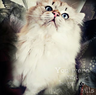 MONTY (Fettes)