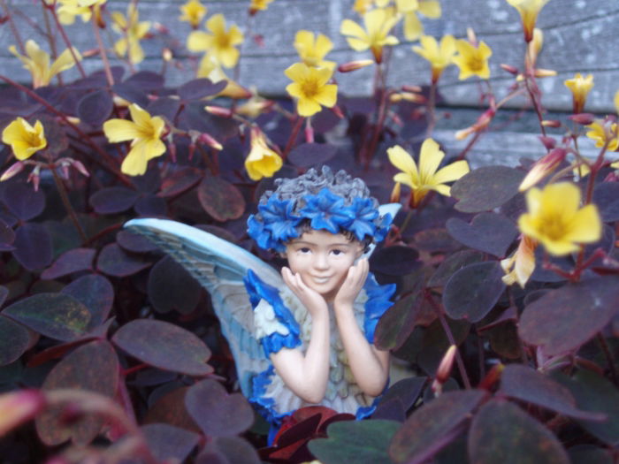 Die Kornblumenfee im roten Klee