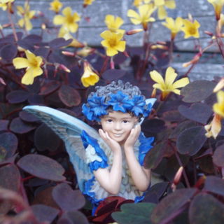 Die Kornblumenfee im ro...