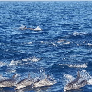 Wilde Delphine vor der ...