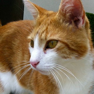 ...und Moritz  2.6.2006...