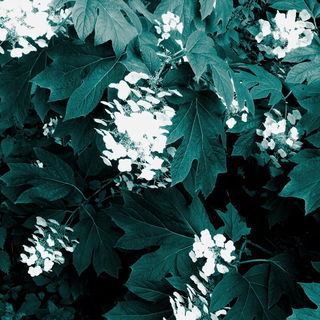 Schloßgarten Charlotte...