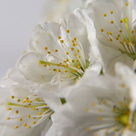 Kirschblüten