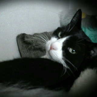 Dita wer??? Den laszive...