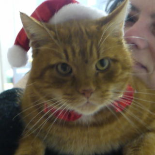 Fröhliche Weihnachten ...