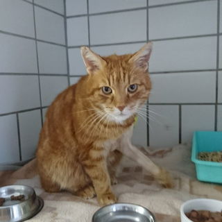 Muffin bleibt bis Ende ...