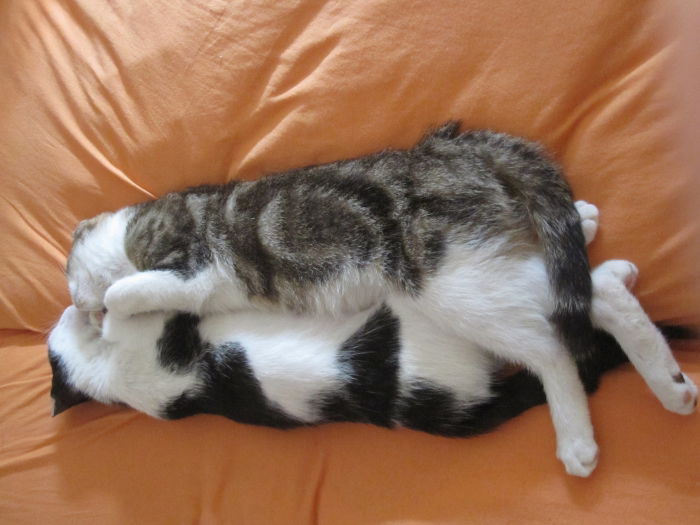 Bekennerschreiben vom 20.08.2012