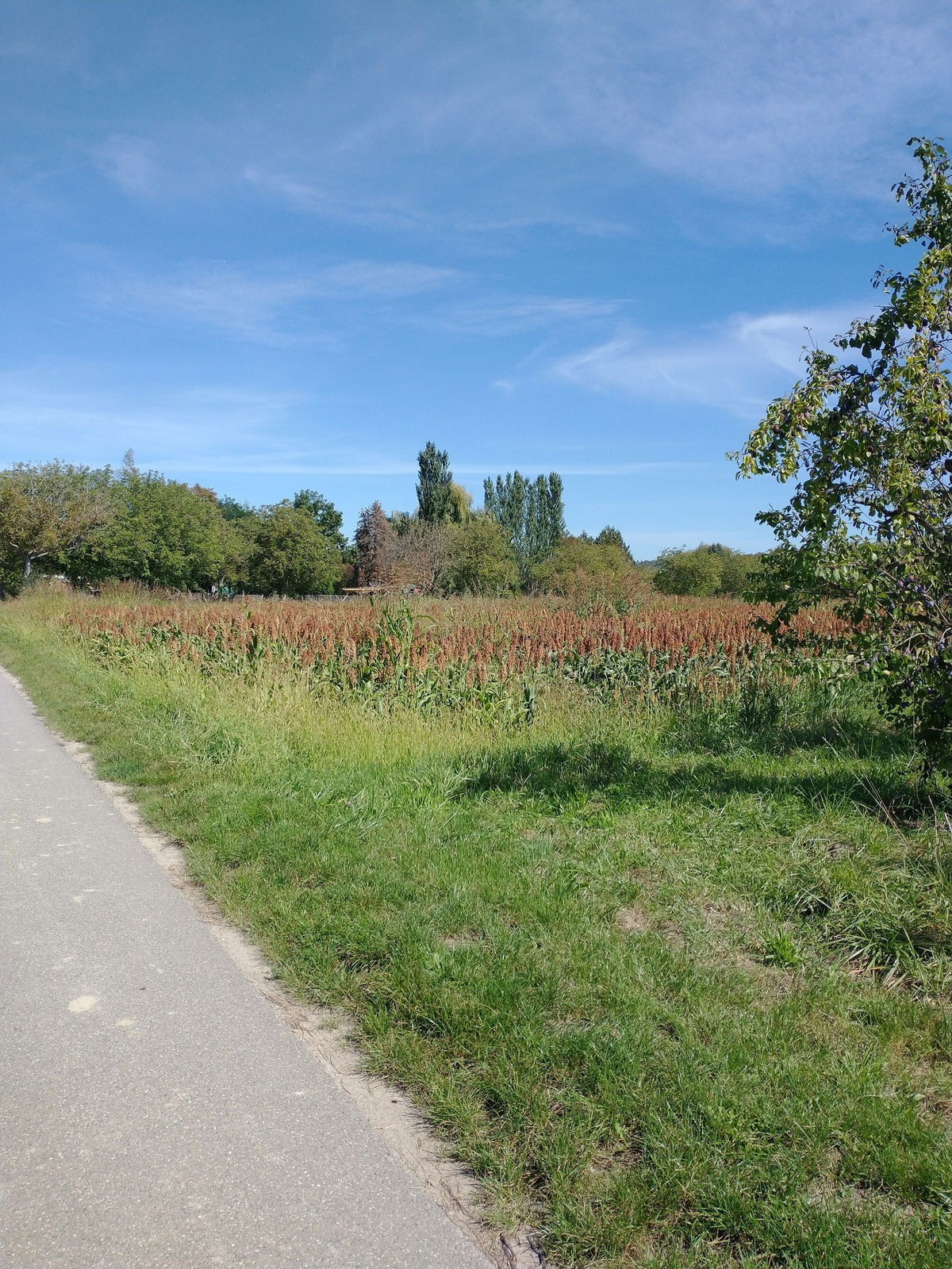Radweg quer durch die Felder und Obstwiesen