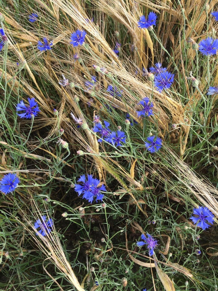 Lange nicht mehr gesehen, ein Feld mit Kornblumen, wunderschön!
