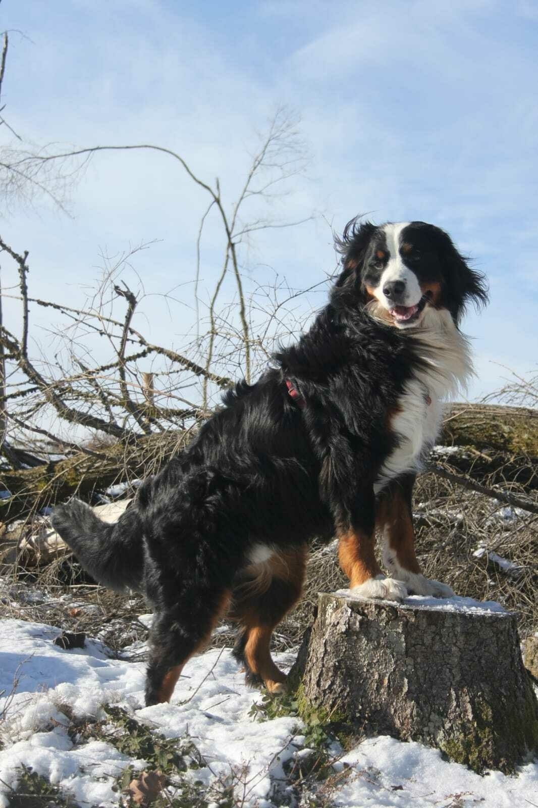 Bärchen
