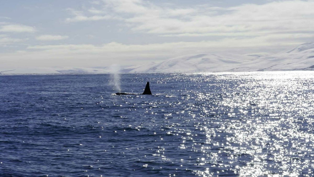 Ein seltener Gast vor Islands Küste (Nähe Husavik)