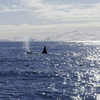 Ein seltener Gast vor I...