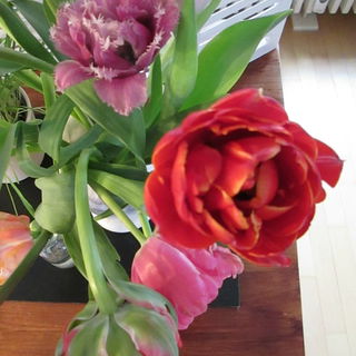 Tulpen gefüllt mit Duf...