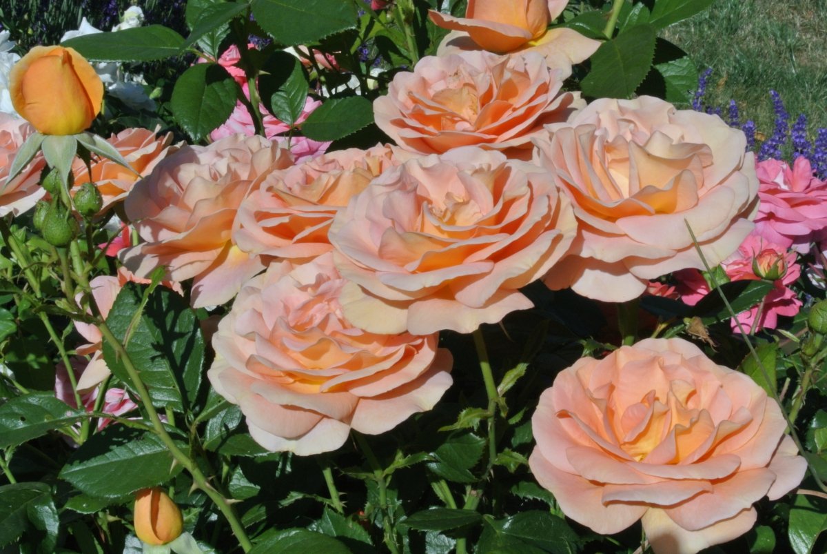 Bengali im zarten lachsorange