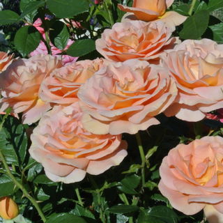 Bengali im zarten lachs...