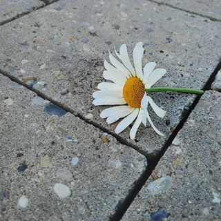 Da war mal ein lila Luf...