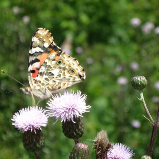 Dawischt; am Grundlsee....