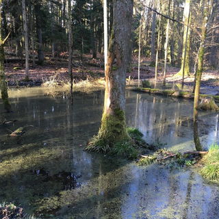 Verwunschener Wald