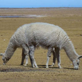 Endlich!!! Ein Stossmic...