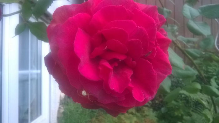 Velvet Fragrance - der Rosenduft schlechthin. Den sollte man in Flaschen abfüllen können...