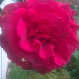 Velvet Fragrance - der ...