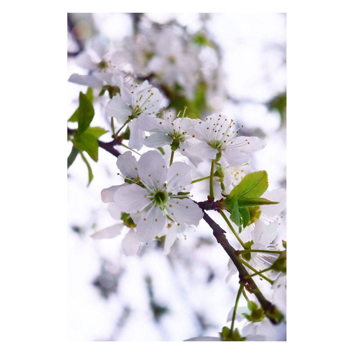 Dear spring, I miss you...