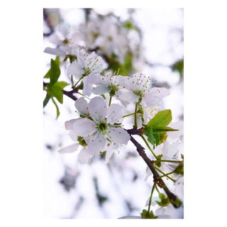 Dear spring, I miss you...