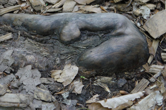Wurzel  im Friedwald Schönbuch