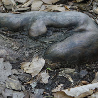 Wurzel  im Friedwald Sc...