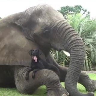 Der Elefant mit Hund dr...