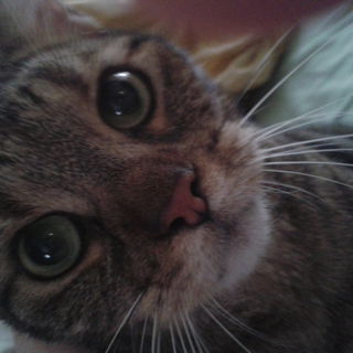 Unser Katerchen. Leider...
