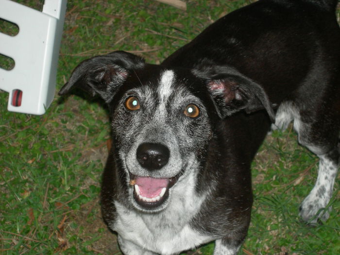 unser "lachender" Hund