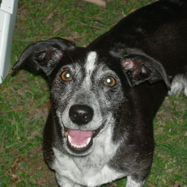 unser "lachender" Hund...