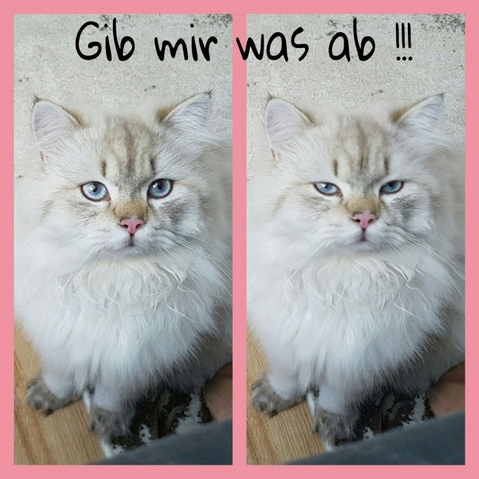 Hab zwar grad gefressen aber gib mir trotzdem was von deins! Fettes