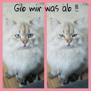 Hab zwar grad gefressen...