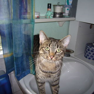 Hast du mein Katzen-Min...