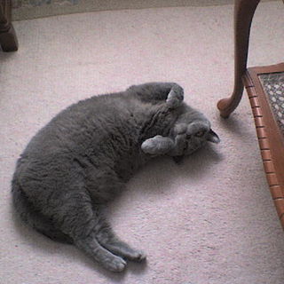 Moritz beim wohlfühlen...