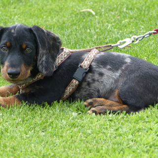 Waldmann, genannt Waldi...