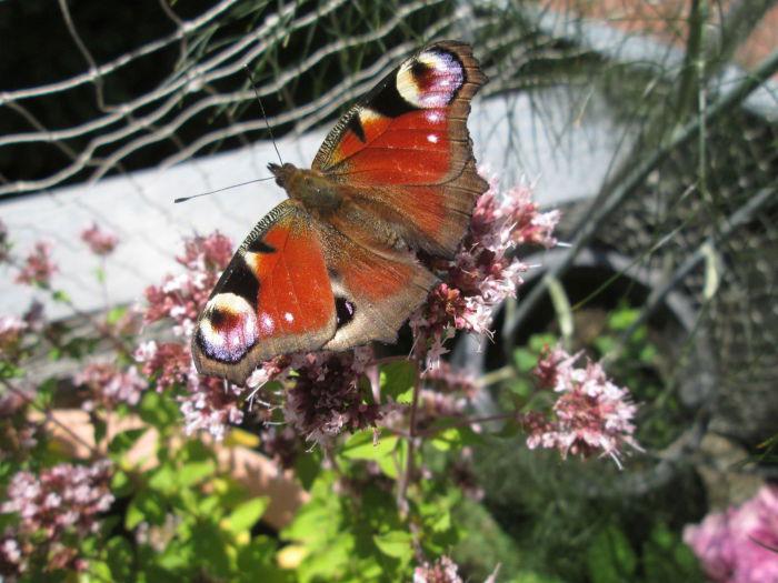 Pfauenauge in voller Schönheit