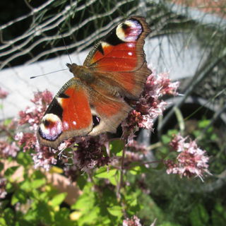 Pfauenauge in voller Sc...