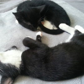 Odin und Zoe