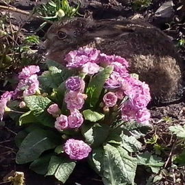 Mein Osterhasi :)