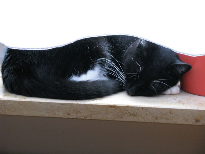 Das ist Yuki, mein "Namensgeber"!