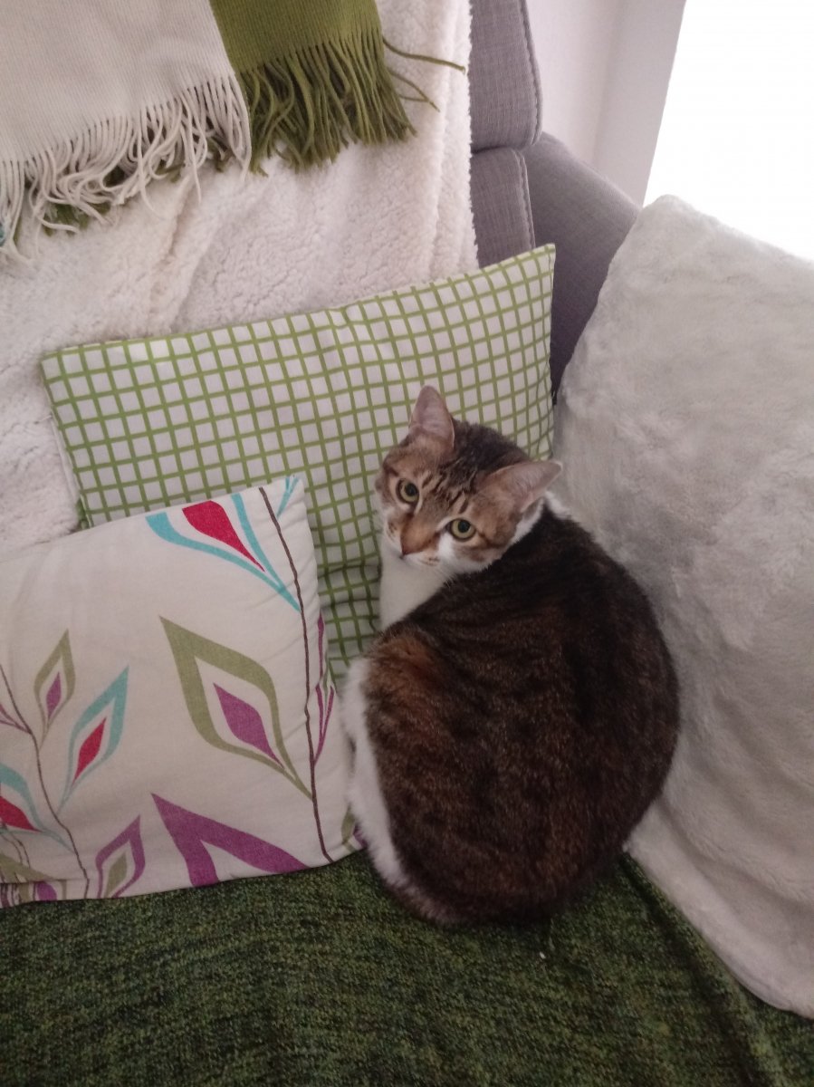 R.I.P....meine kleine Pauline