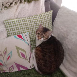 R.I.P....meine kleine P...